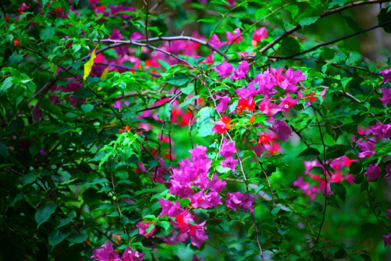 Green Garden Cabanas Tangalle Esterno foto